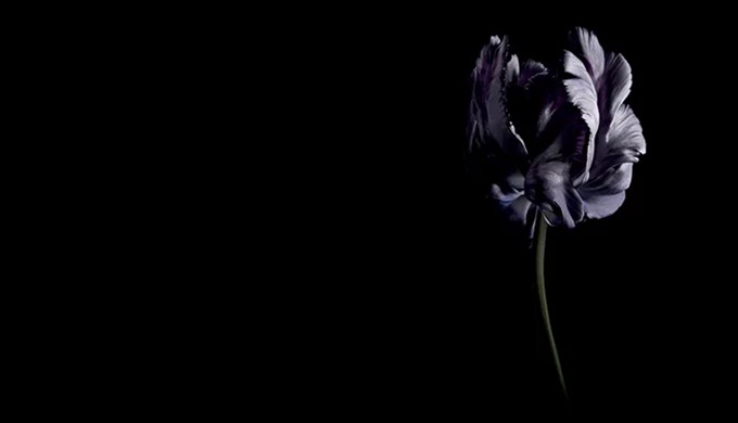 tulipa negra