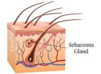 Sebaceous Gland