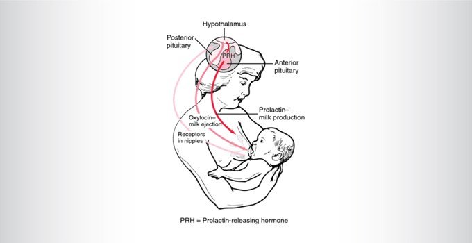 How does breastfeeding work?