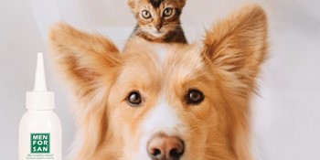 cats and dogs