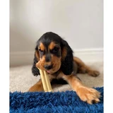 Tasty Bone