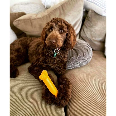 Tasty Bone