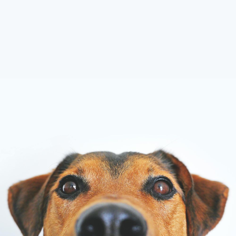 Bogar Bogacare Perfect Eye Cleaner for Dogs Natural-Based Solution ...